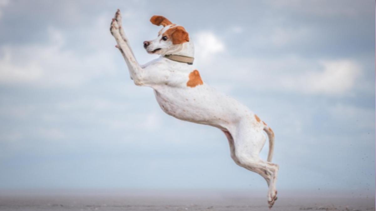 入圍作品「Dancing Queen」。（圖／翻攝自Comedy Pet Photo Awards）