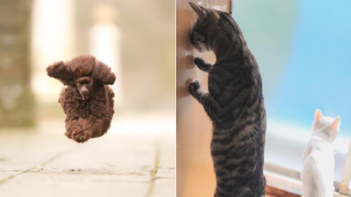 入圍作品「I believe i can fly」（圖左）和「You keep watch」（圖右）。（圖／翻攝自Comedy Pet Photo Awards）