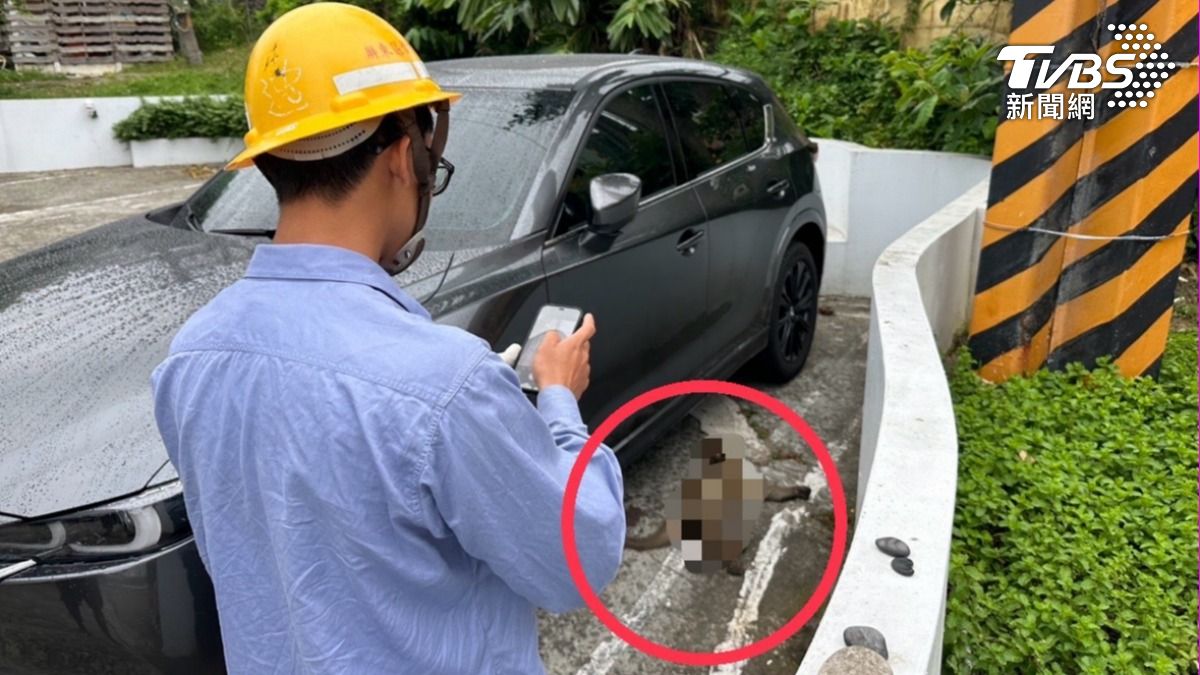 墾丁船帆石417戶無預警停電原因曝 「獼猴」觸電惹禍焦黑亡
