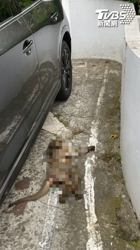 一處停車場倒了一隻被燒焦的獼猴。(圖/TVBS)