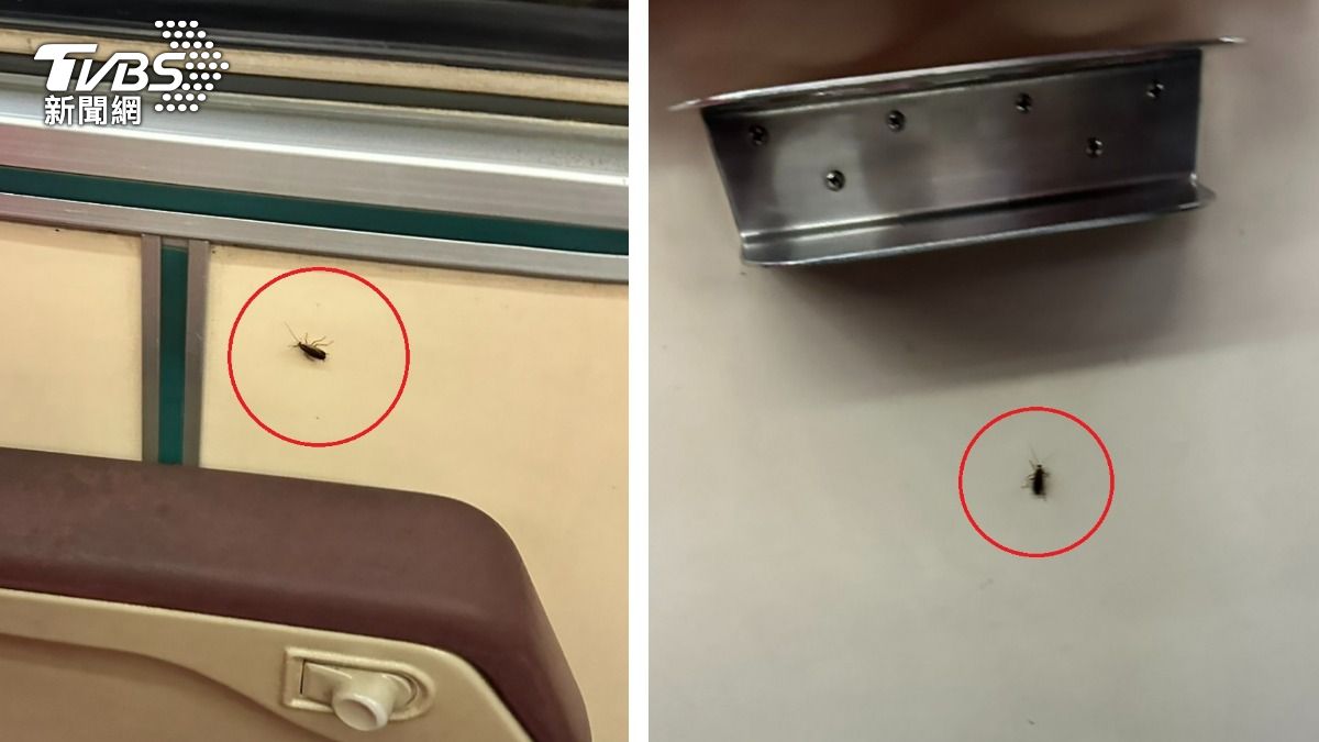 尖叫列車?台鐵自強號竄出蟑螂大軍 民眾嚇壞不敢補眠