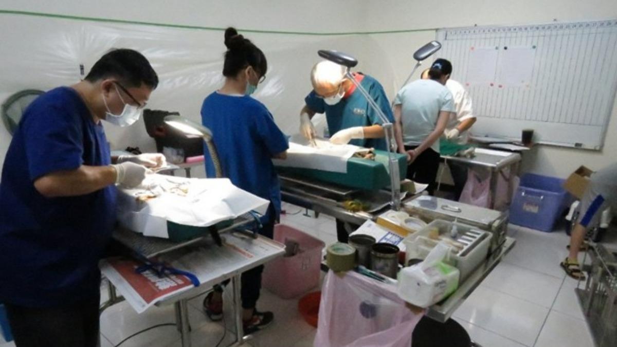 母犬放養生9胎才知「要絕育」!台南補助將開跑 最高罰25萬