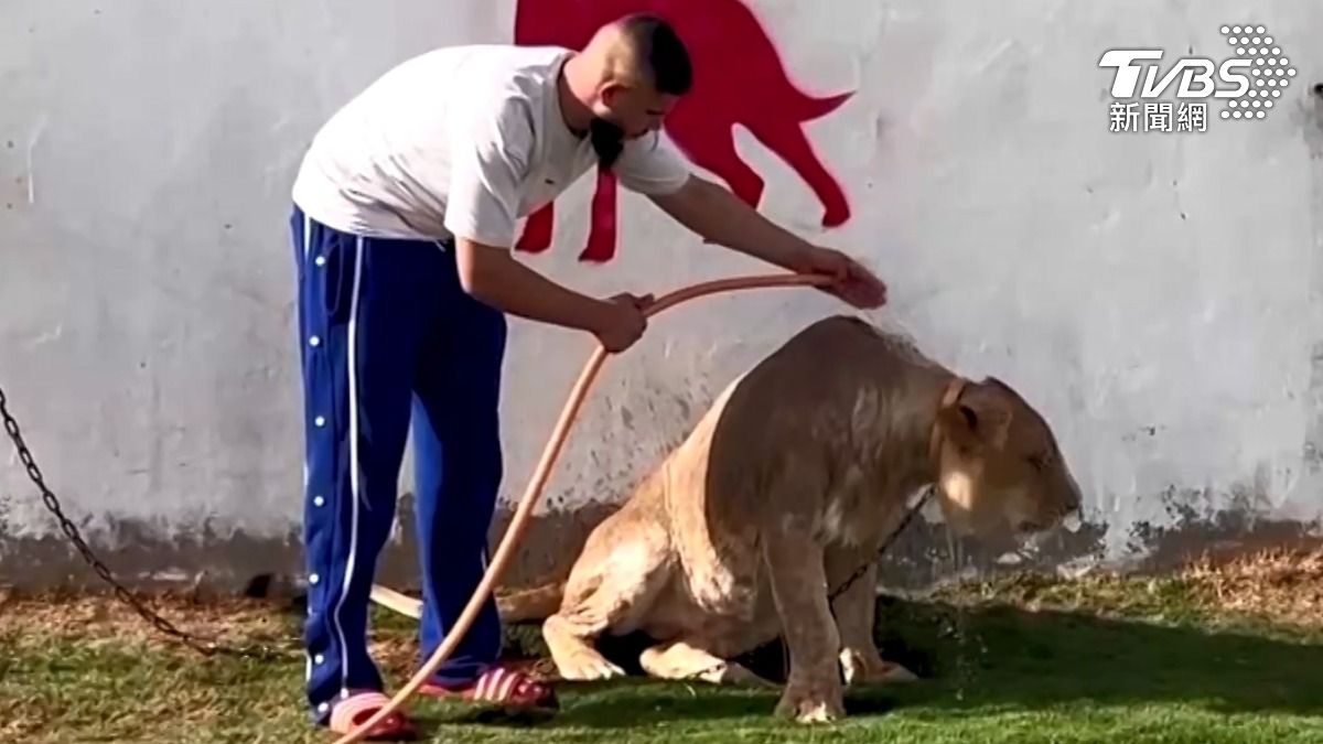 萬獸之王成為寵物,被栓在牆邊被人類洗澡。(圖/達志影像路透社)