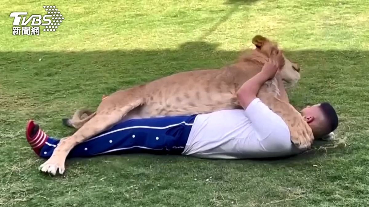 幼獅與飼主在草地打滾,身形已經差不多大。(圖/達志影像路透社)