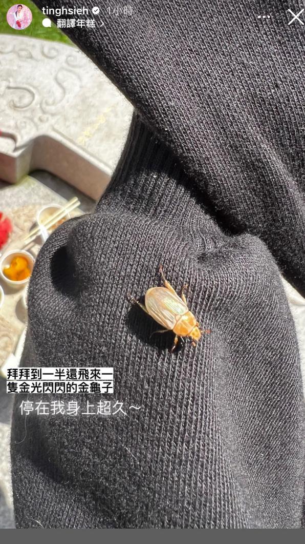謝金晶看見金龜子認為是豬哥亮。(圖/翻攝自謝金晶IG)