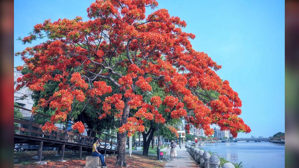 告白趁現在!高雄愛河畔餐廳推520套餐 打卡送「愛情鎖」