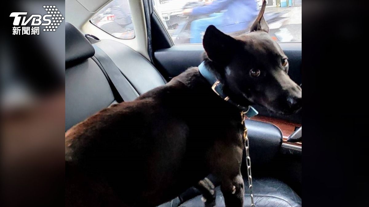 愛犬「五哥」遭竊!警一個月鍥而不捨尋回 嫌犯竟已坐牢