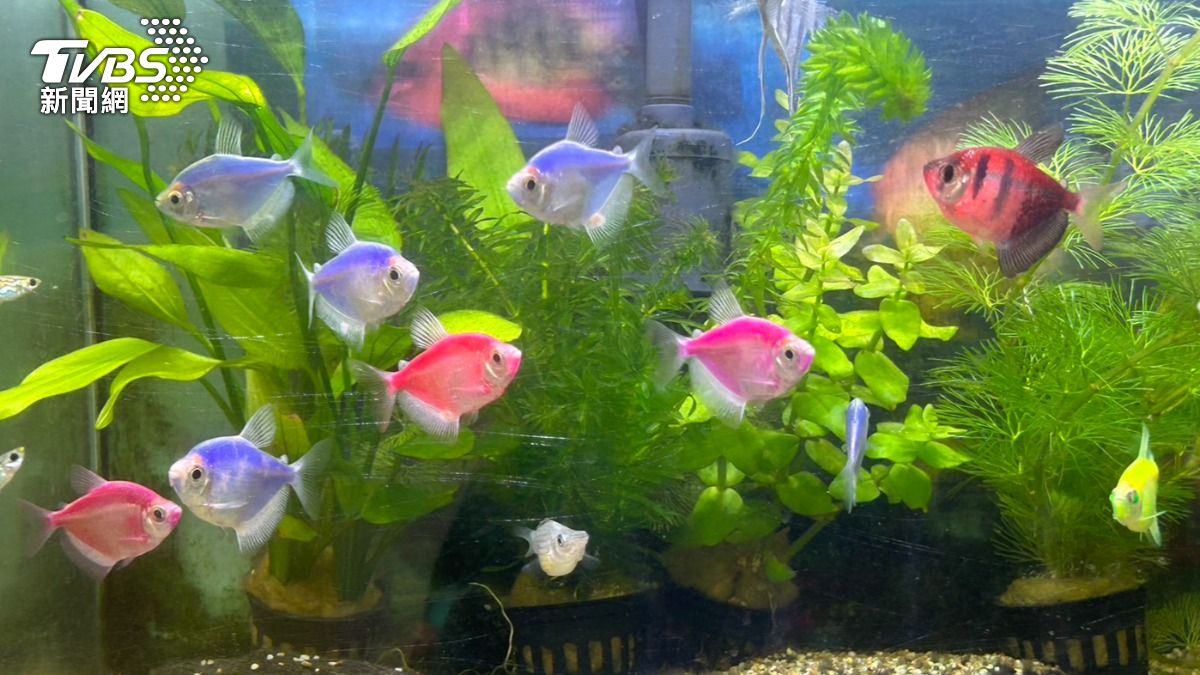 店內飼養魚群、鸚鵡招財。(圖/林冠丞攝)