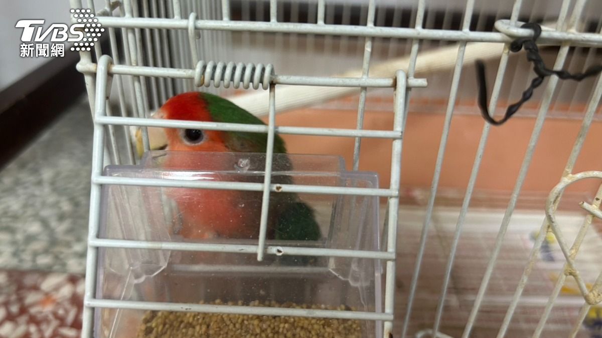 店內飼養魚群、鸚鵡招財。(圖/林冠丞攝)