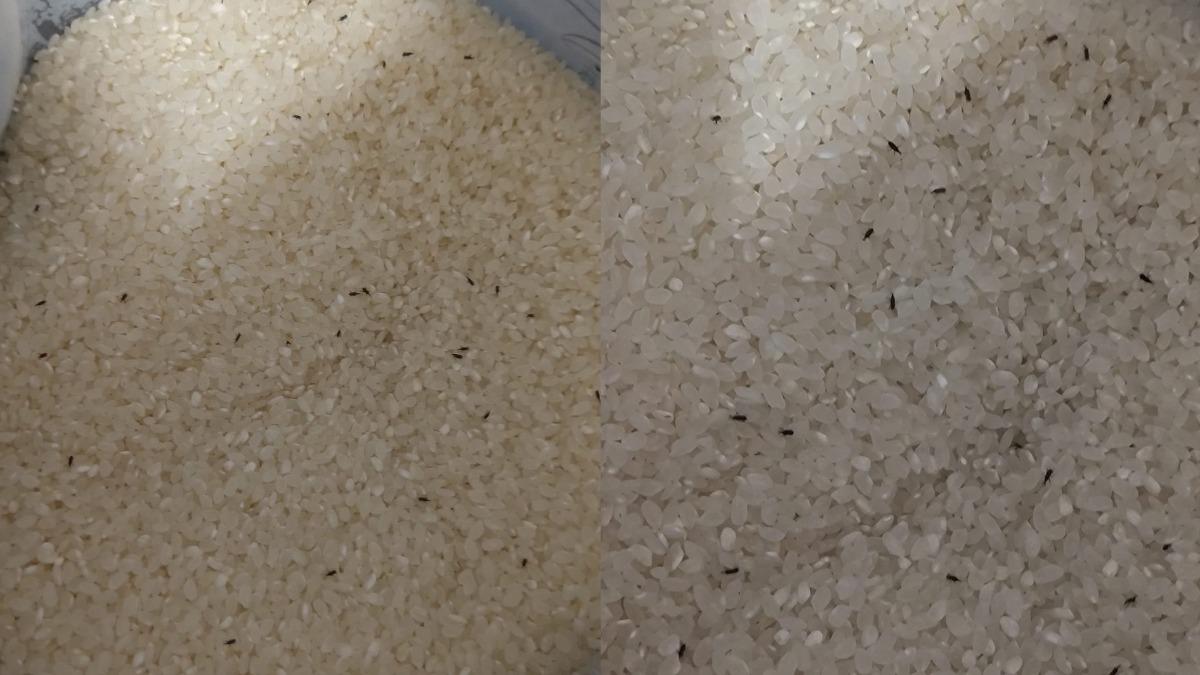 好市多白米「爬滿小黑蟲」!她嚇到退貨 阿兵哥搖頭:當芝麻在吃