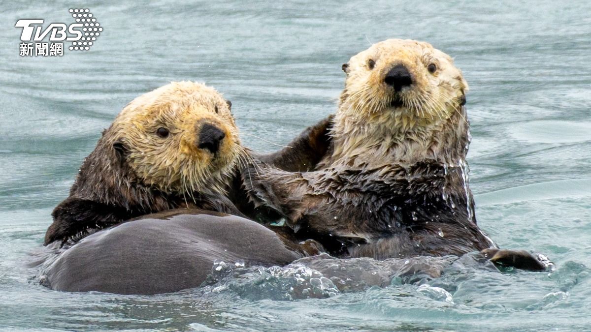 日本剩3隻海獺!雄性變「草食男」沒性慾 專家憂:恐消失