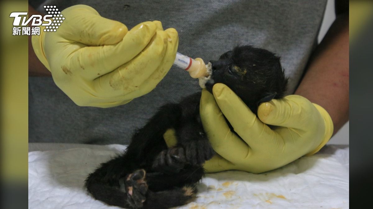 墨西哥飆45°C恐怖高溫 逾百隻吼猴「從樹上掉落」死亡