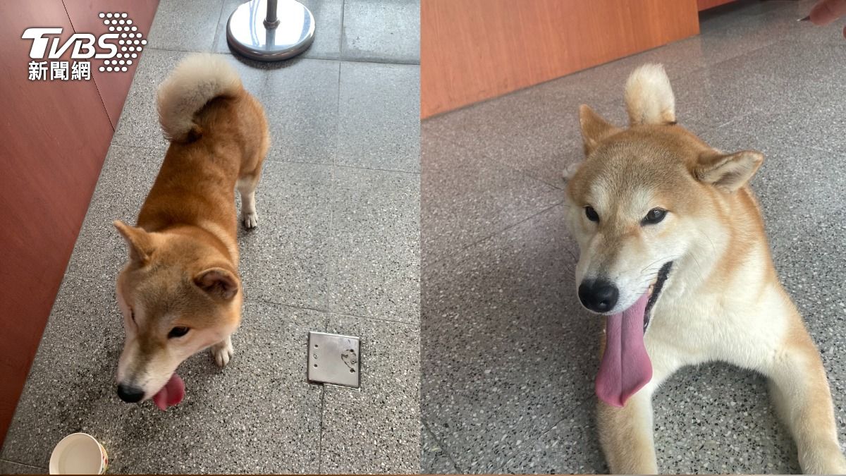 肚子餓了?迷途柴犬衝陌生宿舍「歪頭猛盯」午餐 大眼吐舌萌照曝