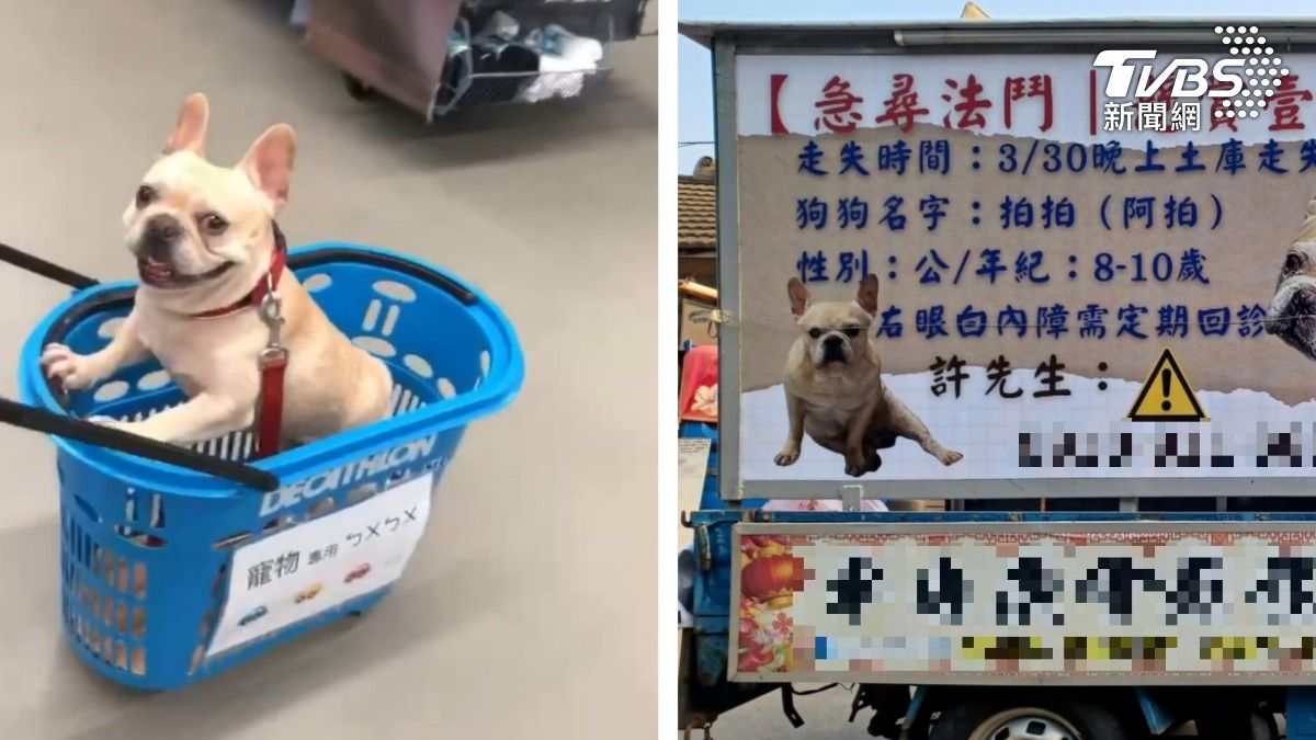 雲林法鬥走失飼主萬元包廣告車急尋 曝特徵「蛋蛋有肉瘤」