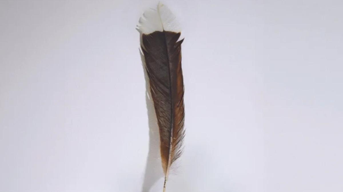 紐西蘭絕種鳥「1根」羽毛近百萬　背後寓意曝、有錢不一定買得到