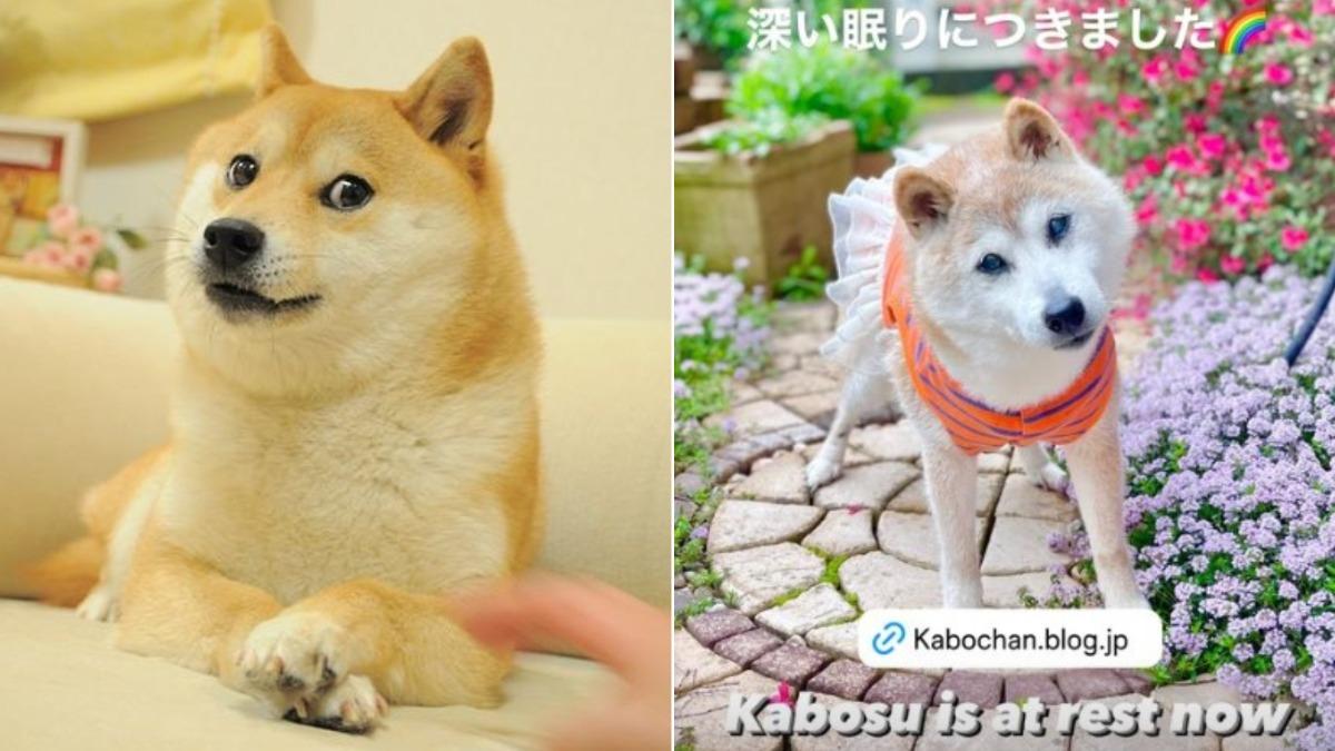 柴犬迷因始祖「Kabosu」離世 主人證實:牠已經安息