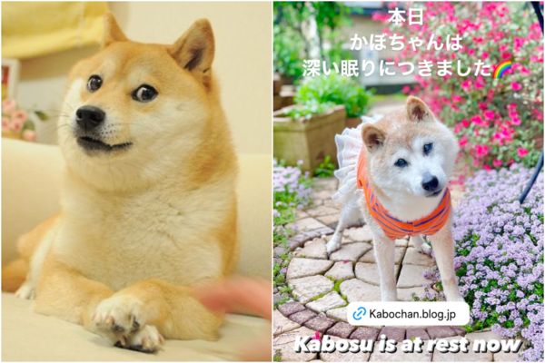 風靡全球的迷因柴犬Kabosu離世,全球粉絲不捨。(圖/翻攝自IG@kabosumama)