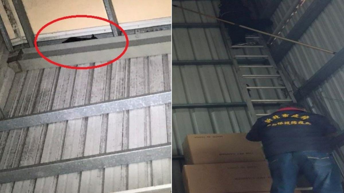 喵星人高空驚魂!動保員化身蜘蛛人 攀4樓搶救受困小貓