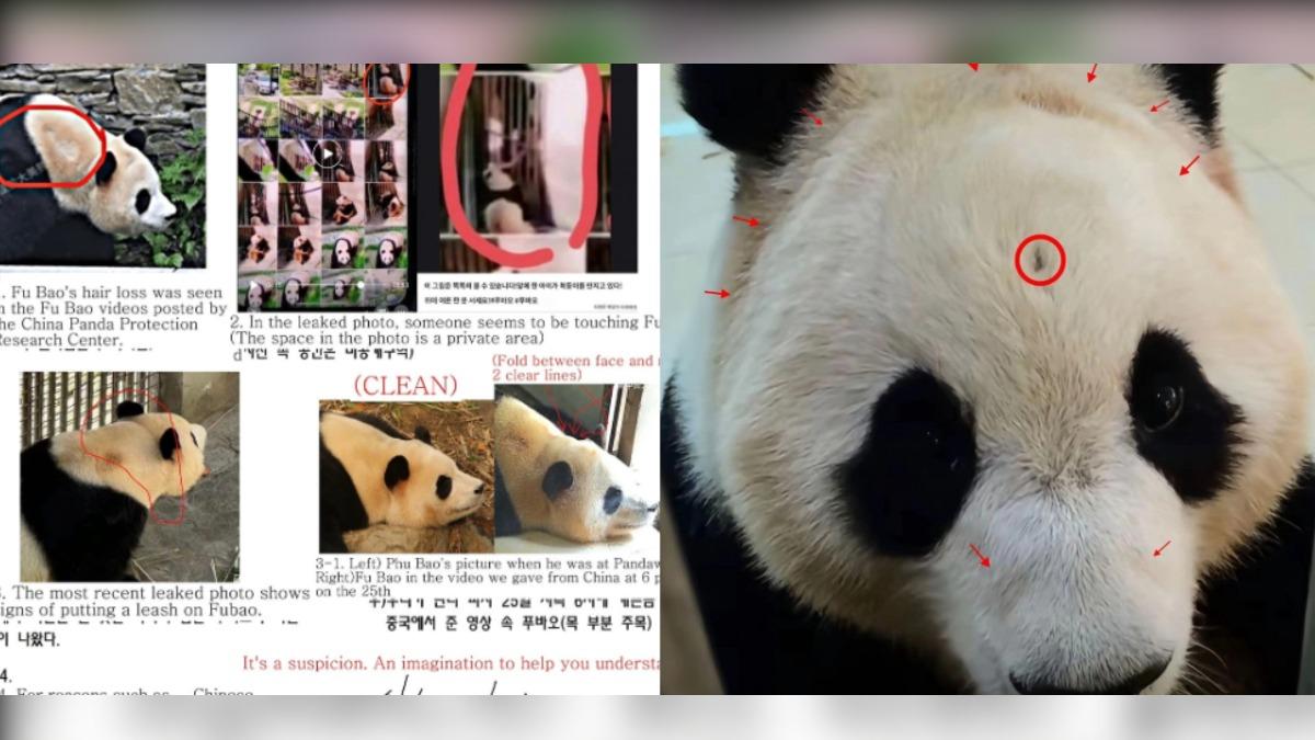 網友稱福寶掉毛、身上疑有不明痕跡。（圖／翻攝自X@respectfubao、@instiz）