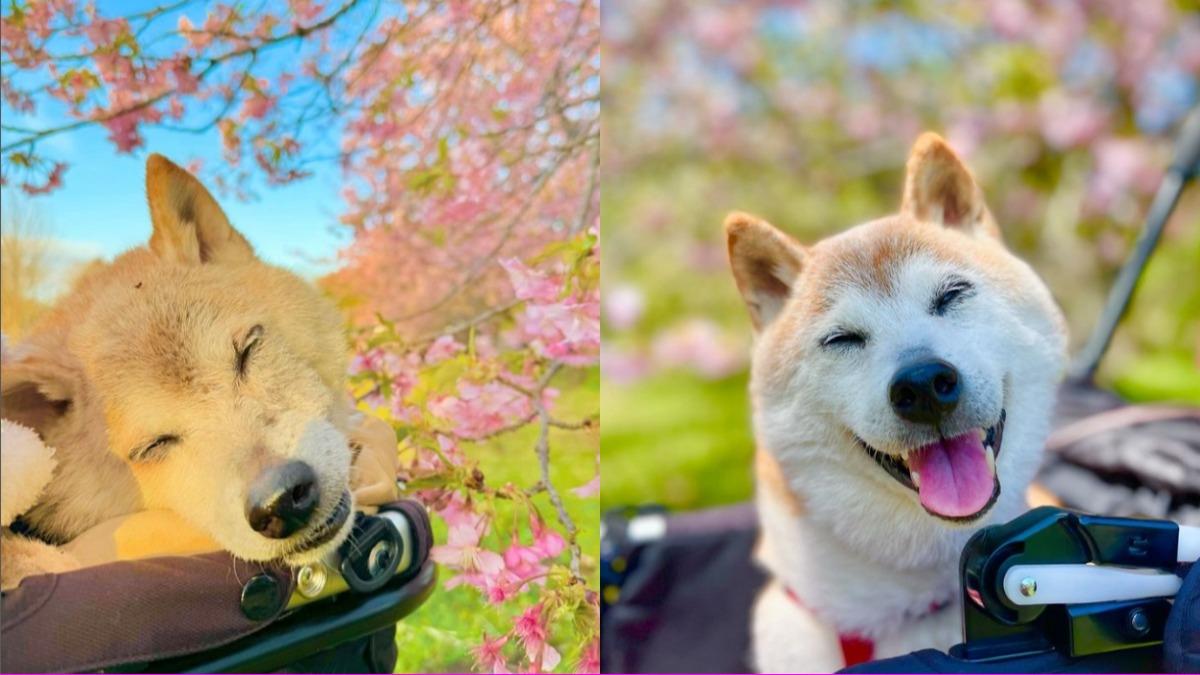 永別!迷因柴犬「Doge」18歲高齡辭世 狗狗幣應聲下跌5%