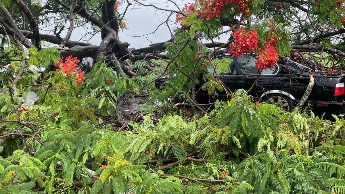 暴雨襲擊台南,新市台1線驚傳樹倒砸毀兩台車。(圖/翻攝自台南大小事)