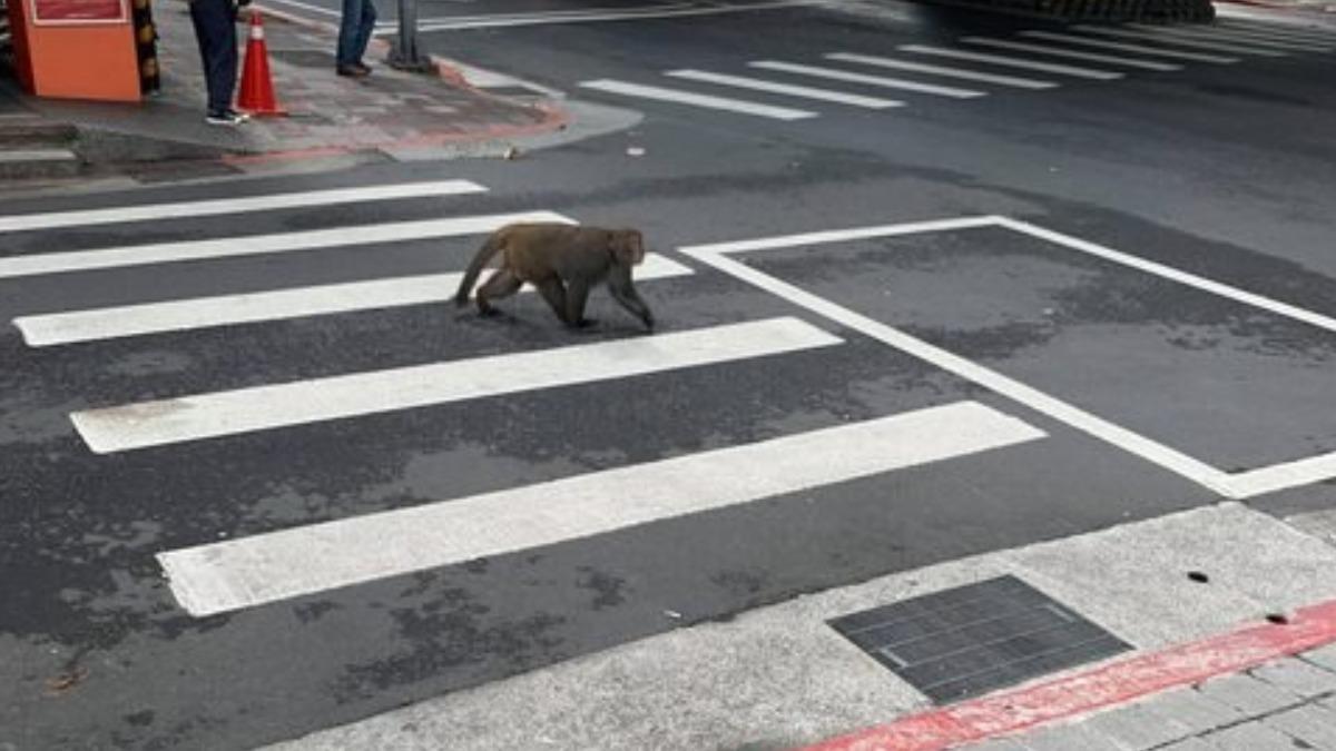 2獼猴內湖「深度旅遊」爬牆又過馬路 動保處:下山覓食