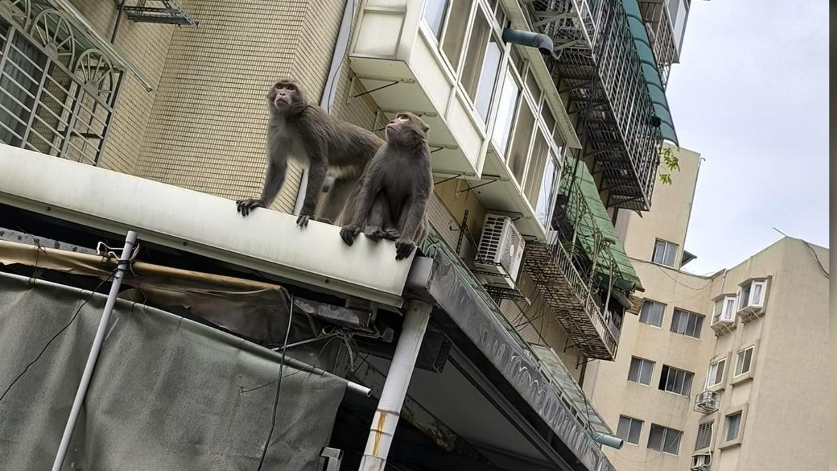 有民眾直擊獼猴在內湖區趴趴走。(圖/翻攝臉書社團「我是內湖人」)