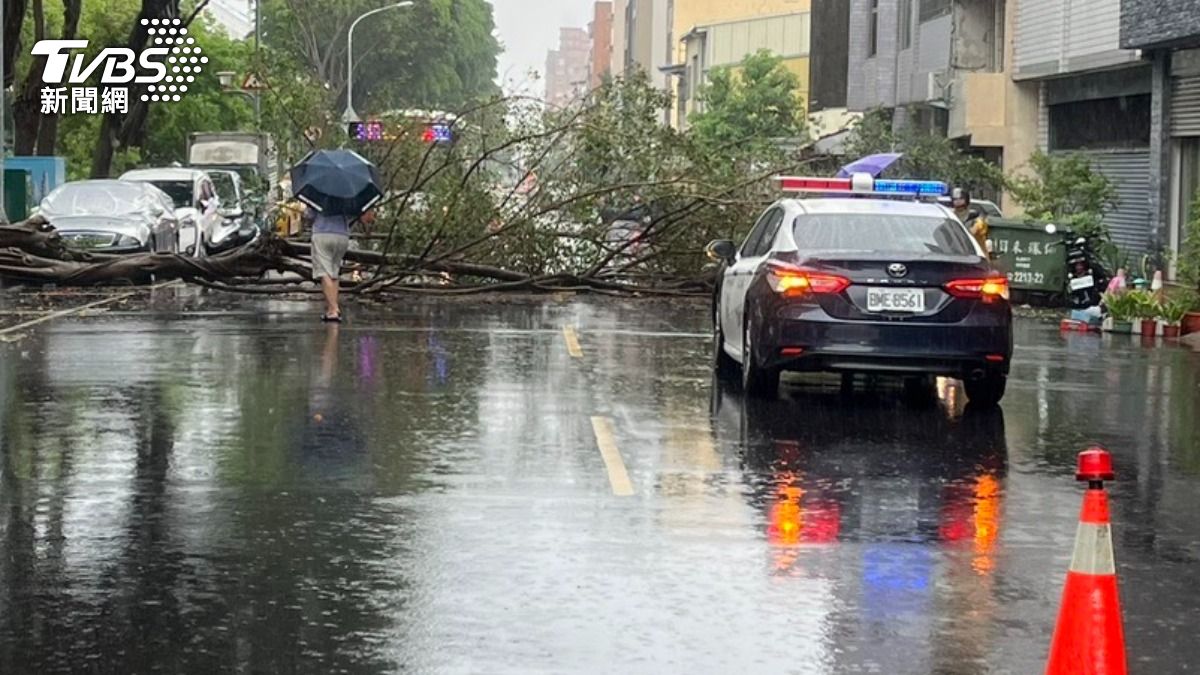 疑暴雨土鬆軟!台中兩株10米榕樹「連根倒塌」 轎車驚險躲橫禍