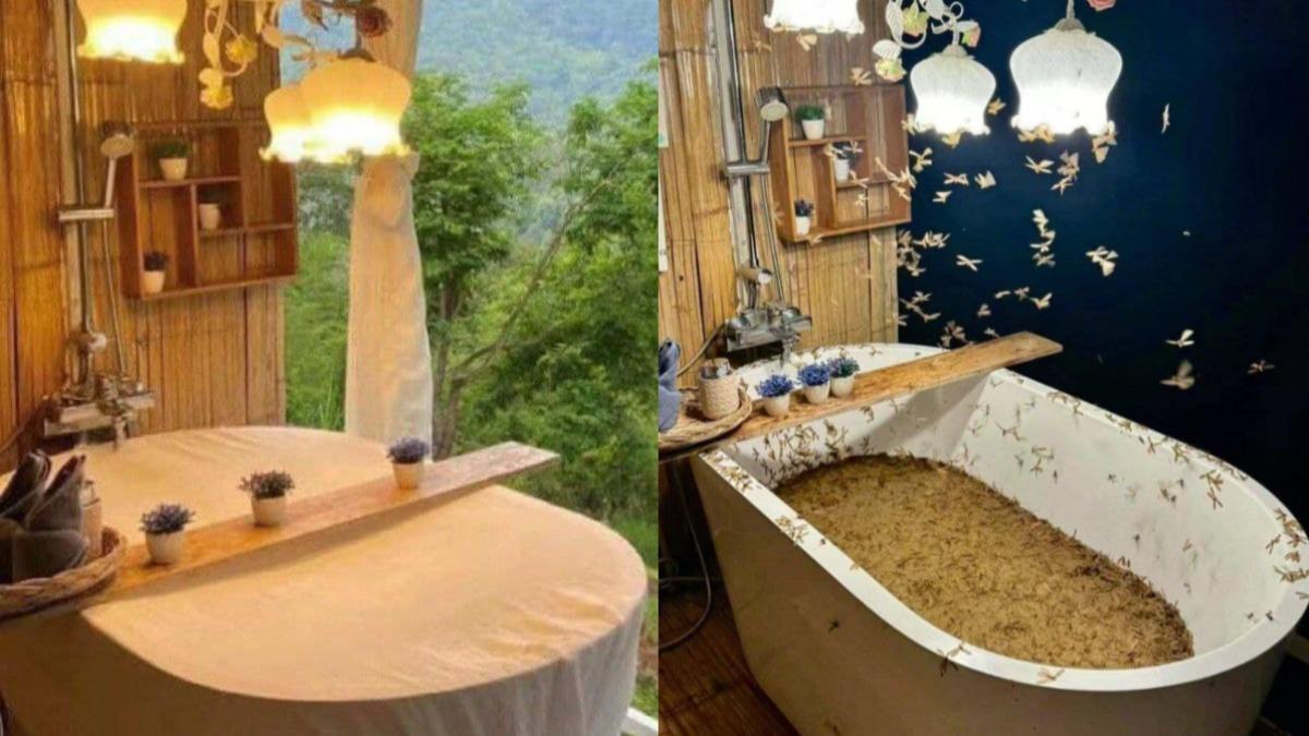 露天泡湯免費加料!「上萬水蟻」撲浴缸 她崩潰:滿滿油蔥酥