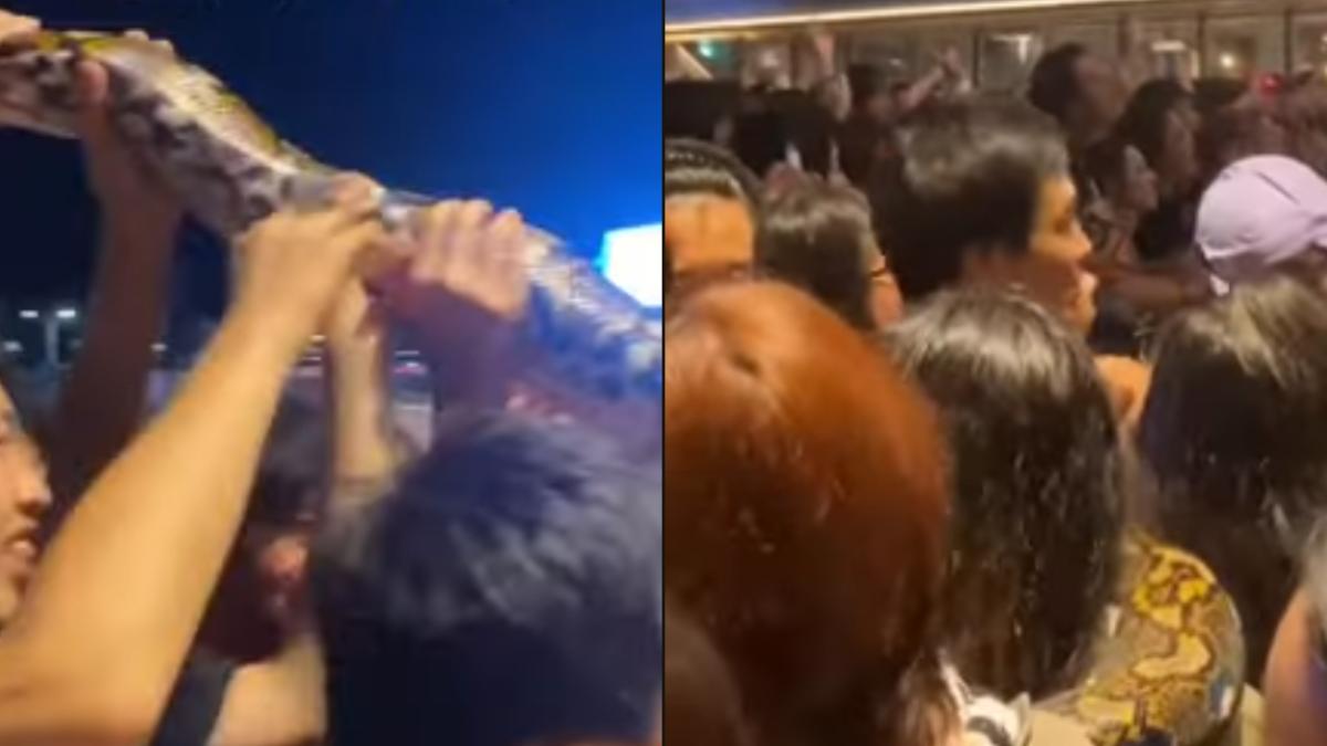 基隆音樂祭巨蟒出沒!多人合力高舉空中 觀眾尖叫