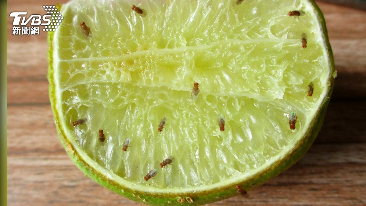 果蠅滿屋不用餌劑！他不私藏超簡單「自製神器」：一晚抓滿碗