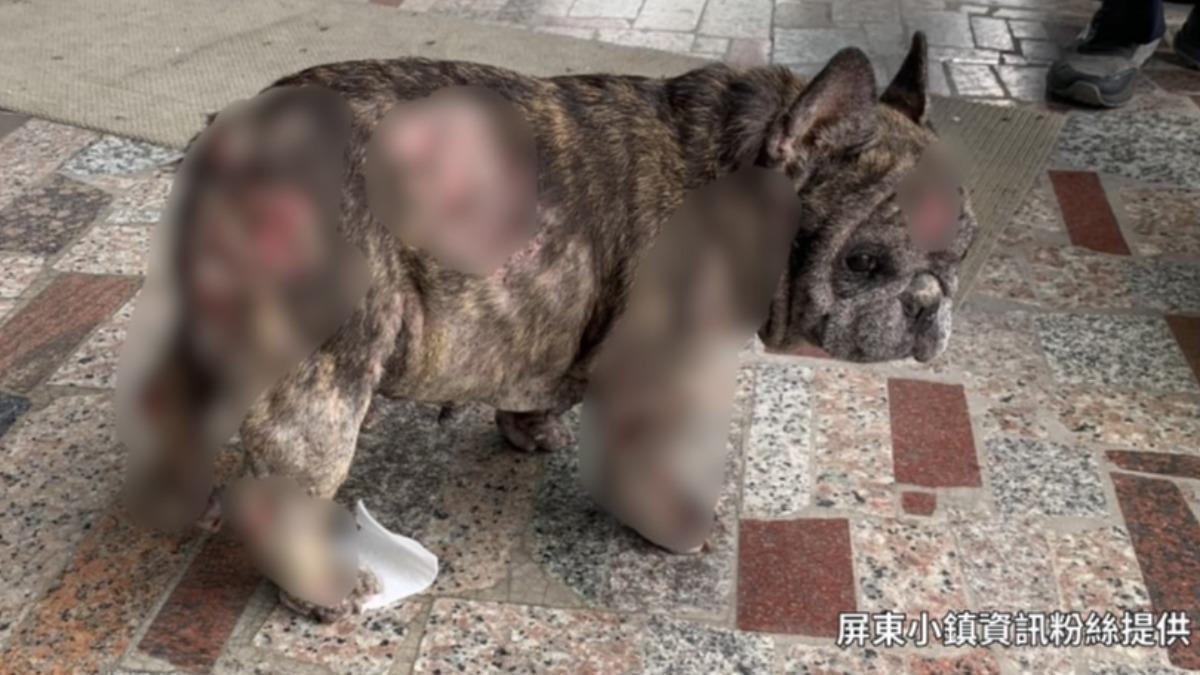 機車遭撞燃成火團!法鬥犬重摔「血肉模糊」 肇事車卻落跑