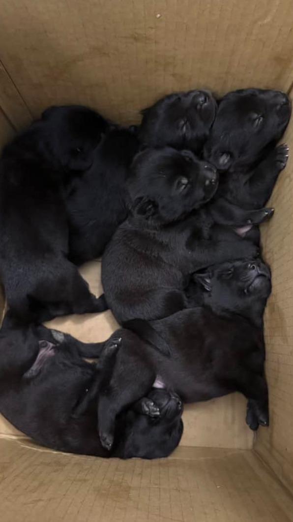 7隻幼犬安置在台北市北投區。(圖/翻攝自臉書「犬家人 免費送養 狗狗找家」)