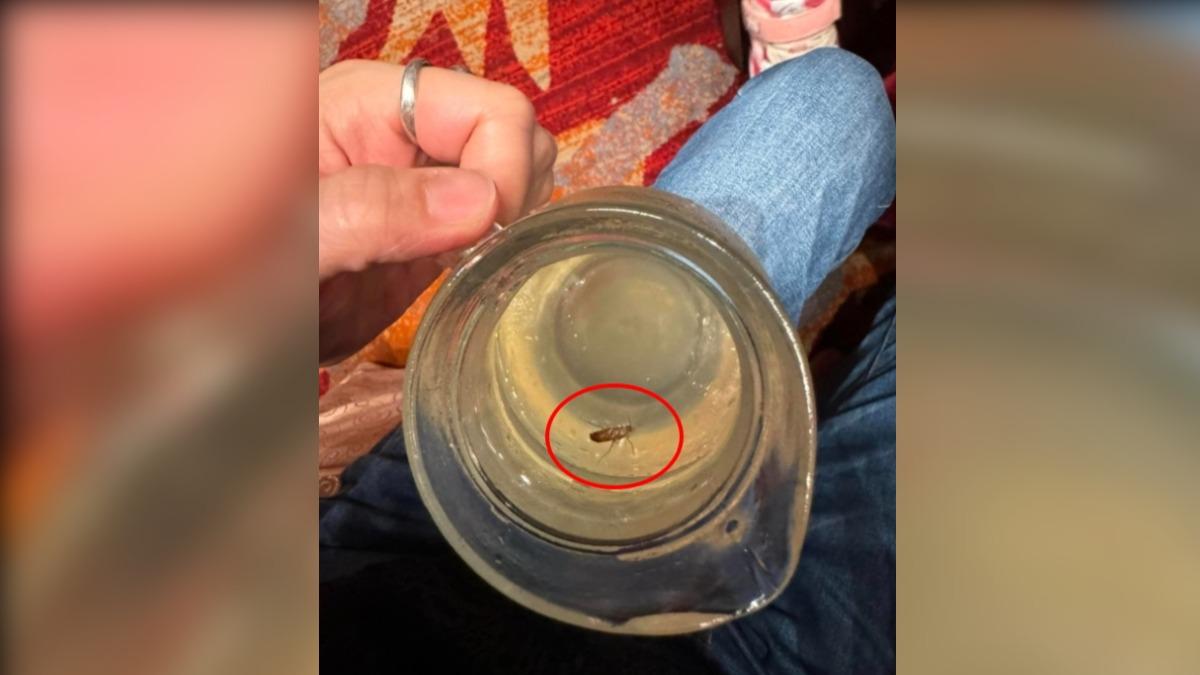 餐廳「活蟑杯裡游」！一家五口當梅子狂喝　宜縣衛生局講話了