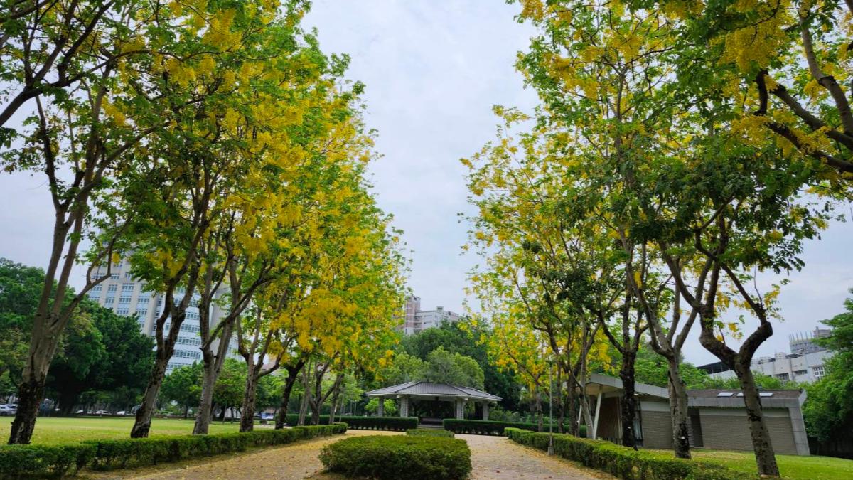 金黃色嘉年華來了! 台中市街頭「阿勃勒」盛開美炸