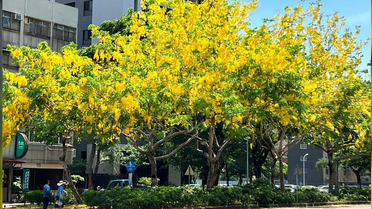台中市區阿勃勒盛開美炸。圖/台中市政府