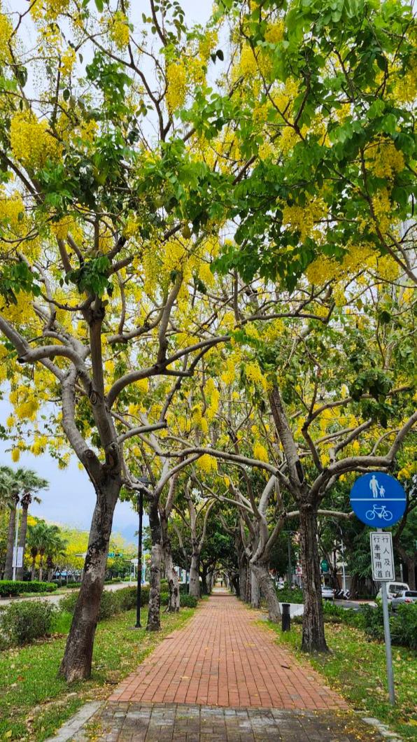 台中市區阿勃勒盛開美炸。圖/台中市政府