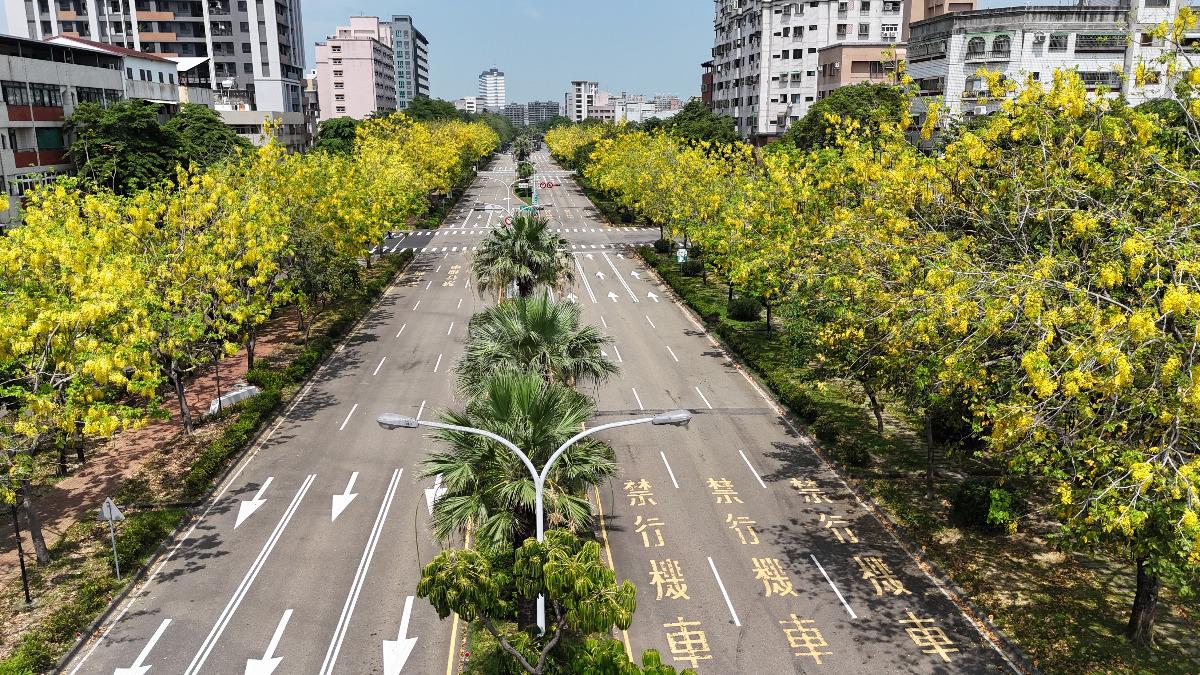 台中市區阿勃勒盛開美炸。圖/台中市政府