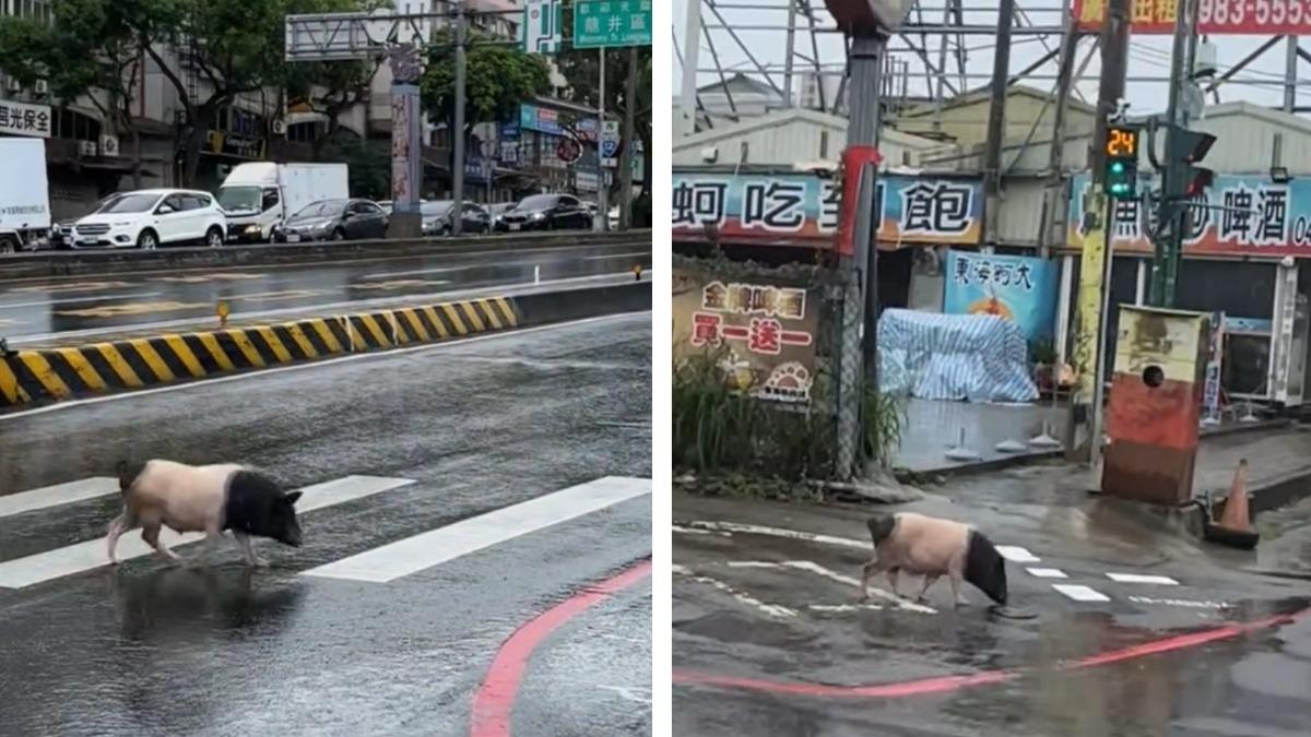 台中東海商圈麝香豬「走斑馬線過馬路」 網讚翻:比我守規矩