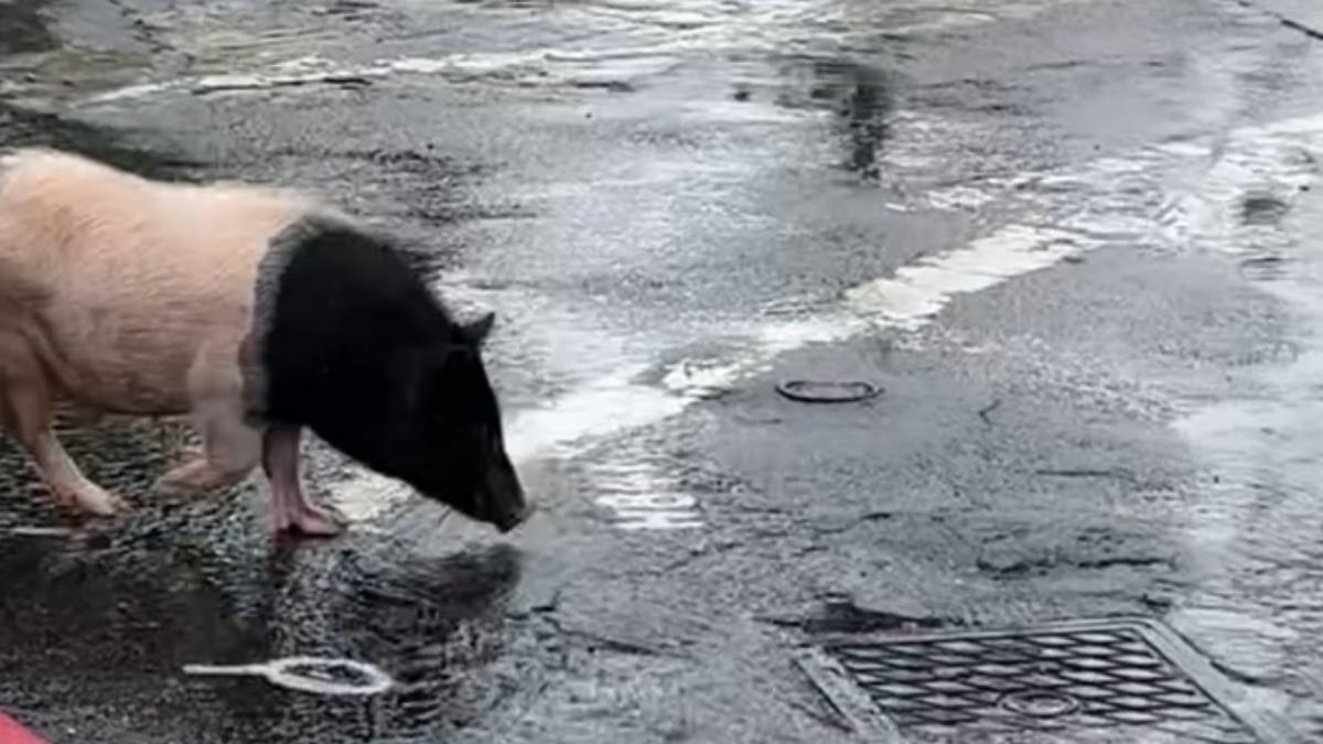民眾起初還以為是一隻狗。（圖／路上觀察學院）