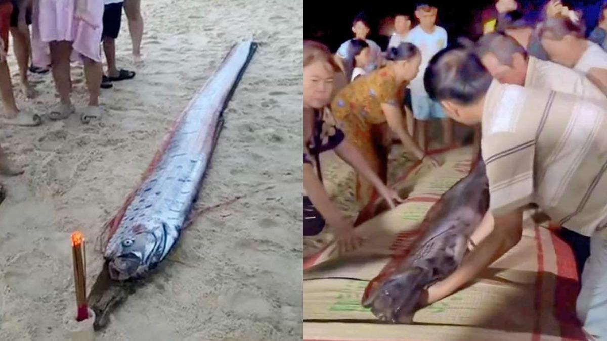 又有大災難？越南海岸驚見「4.5m地震魚」　當地人急做法祈福