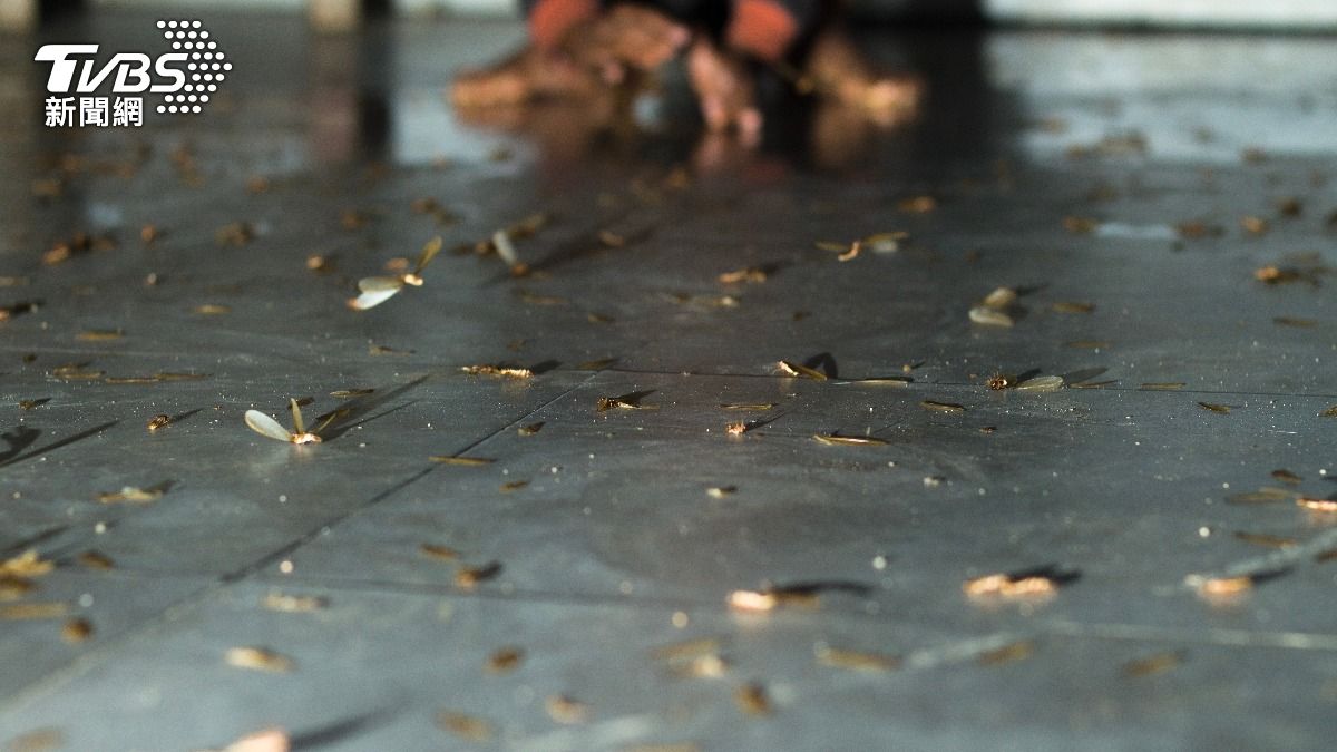 窗沒關好「恐淪蟑螂屋」!雨季白蟻入侵 1種燈光小心被盯上