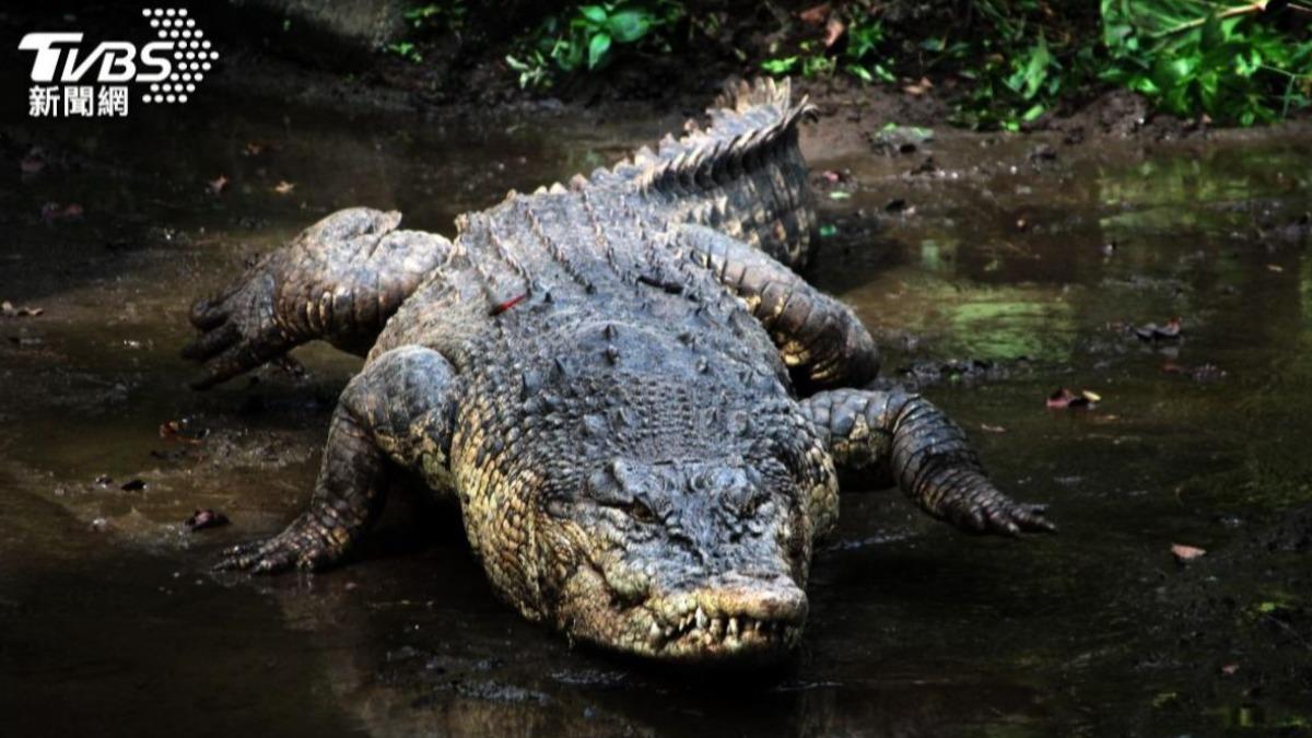 囂張!瓜地馬拉黑幫「把監獄當渡假村」 養鱷魚、老鷹