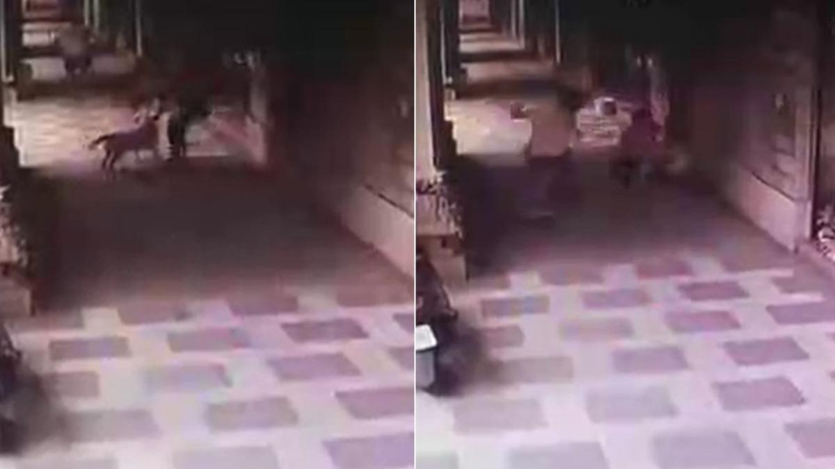 怪男暴走朝遛狗婦揮拳還嗆「殺了妳跟狗」 她驚恐肉身護愛犬