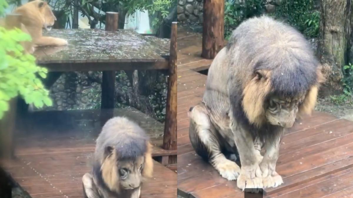 妻管嚴？非洲獅小辛窩囊淋雨「靜一靜」　壽山動物園這樣說