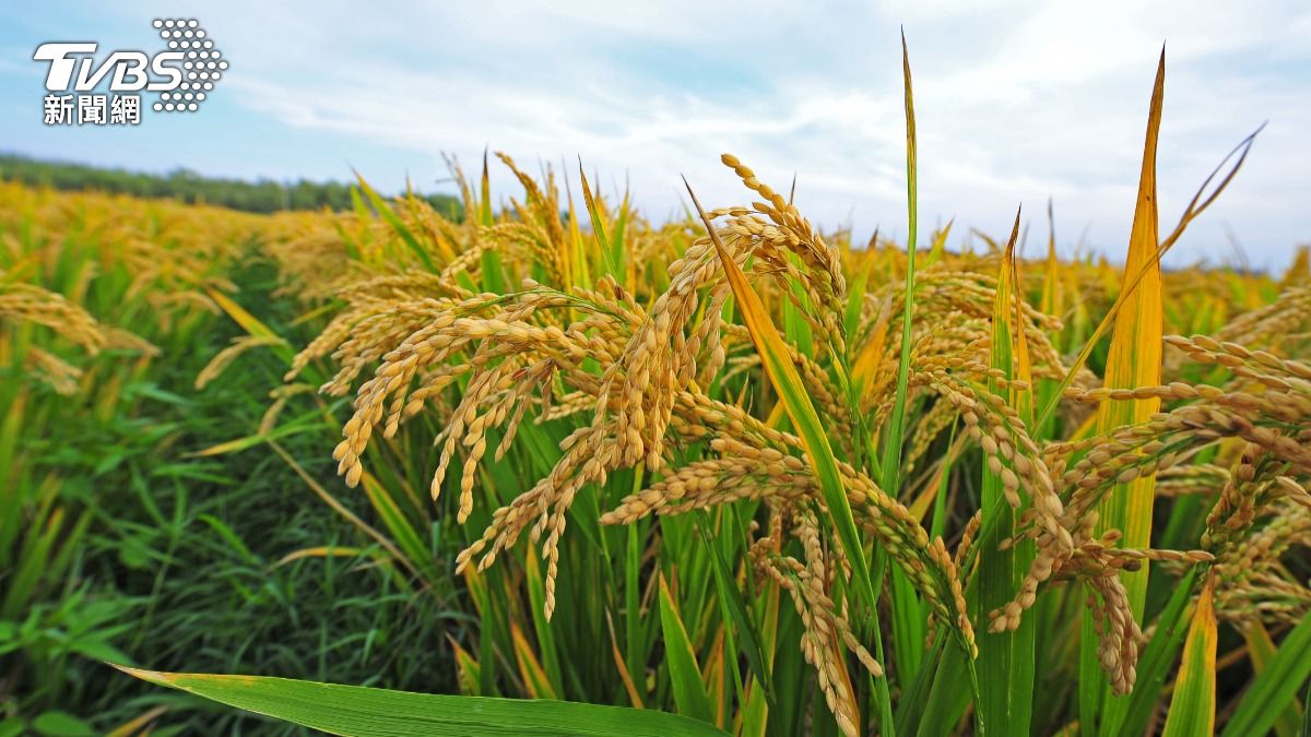 週四「芒種」4生肖當心血光之災 黃金時段掌握這3招破惡煞