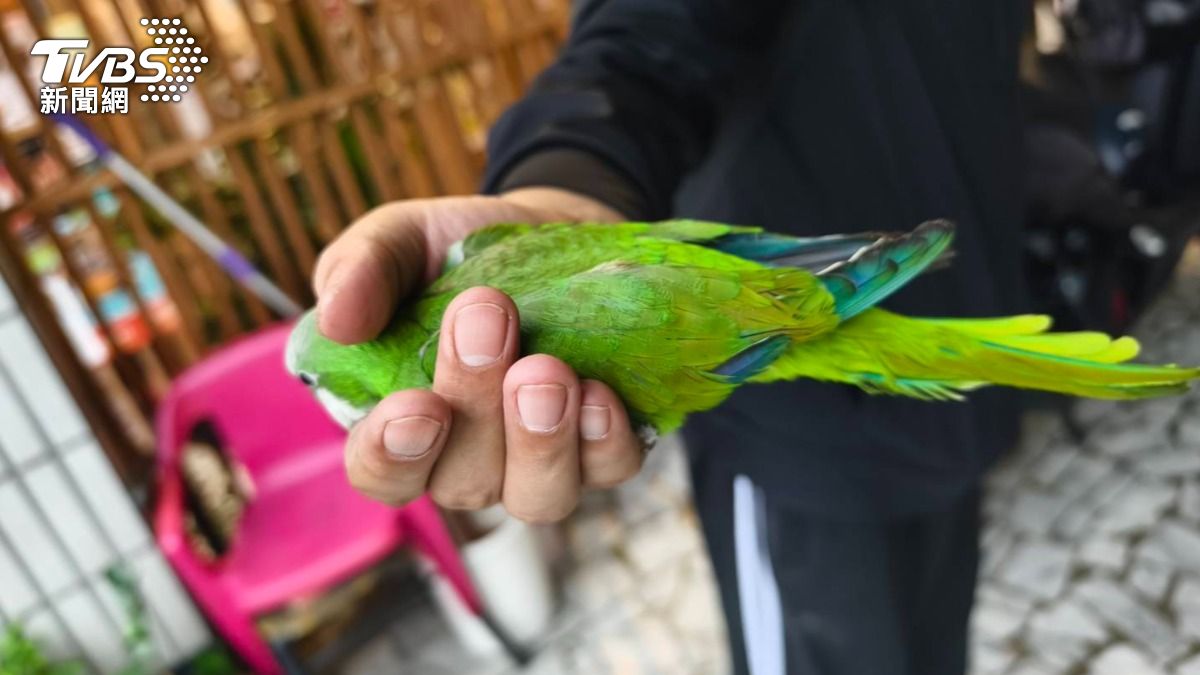 天降怪鳥！高雄騎士遇「鳥」車禍急煞　7旬男追撞慘犁田