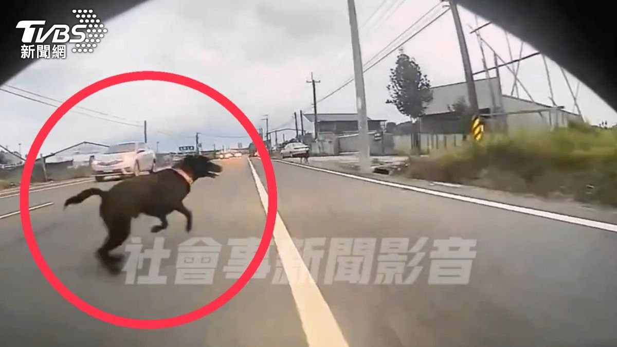 屏東倒楣騎士遇竄出黑狗　遭「擊落噴向對車道」