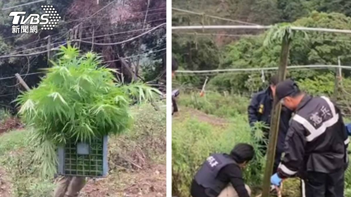 當自己家?失聯泰籍移工躲梨山 種菜兼「種大麻買安毒」