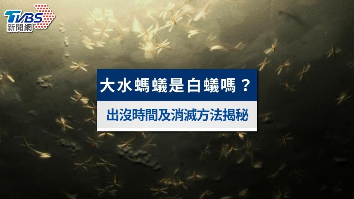 大水螞蟻是白蟻嗎？大水螞蟻出沒時間、危害及消滅方法大揭秘